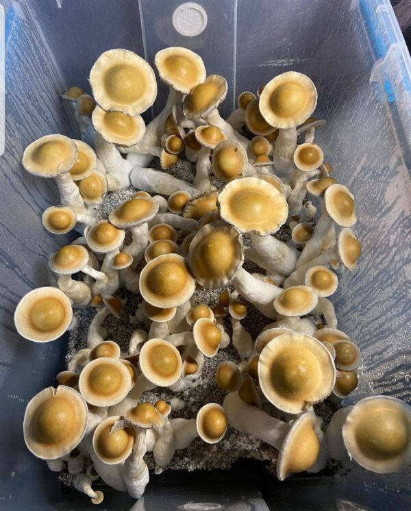 Buy Transkei Cubensis