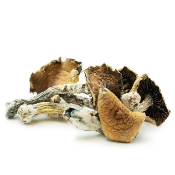 Brazilian Cubensis 1 ounce